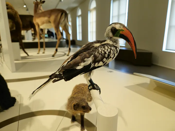 Natural History Museum (Royal Belgian Institute of Natural Sciences) Brussels (Belgium)